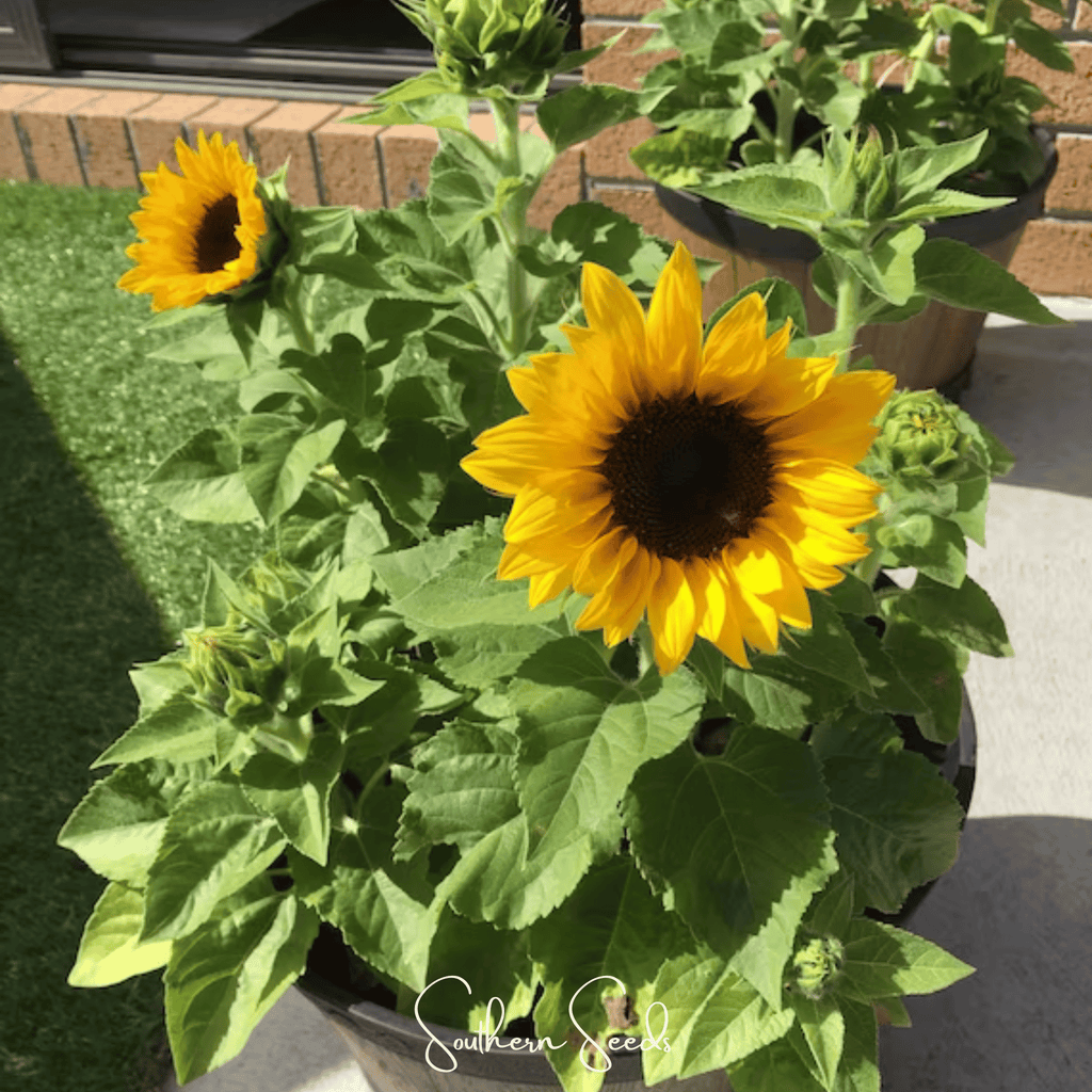 Incredible Dwarf Sunflower – 20 Seeds Southern Seeds