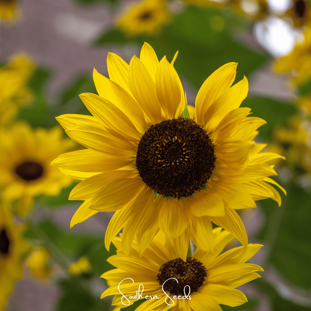 Incredible Dwarf Sunflower – 20 Seeds Southern Seeds