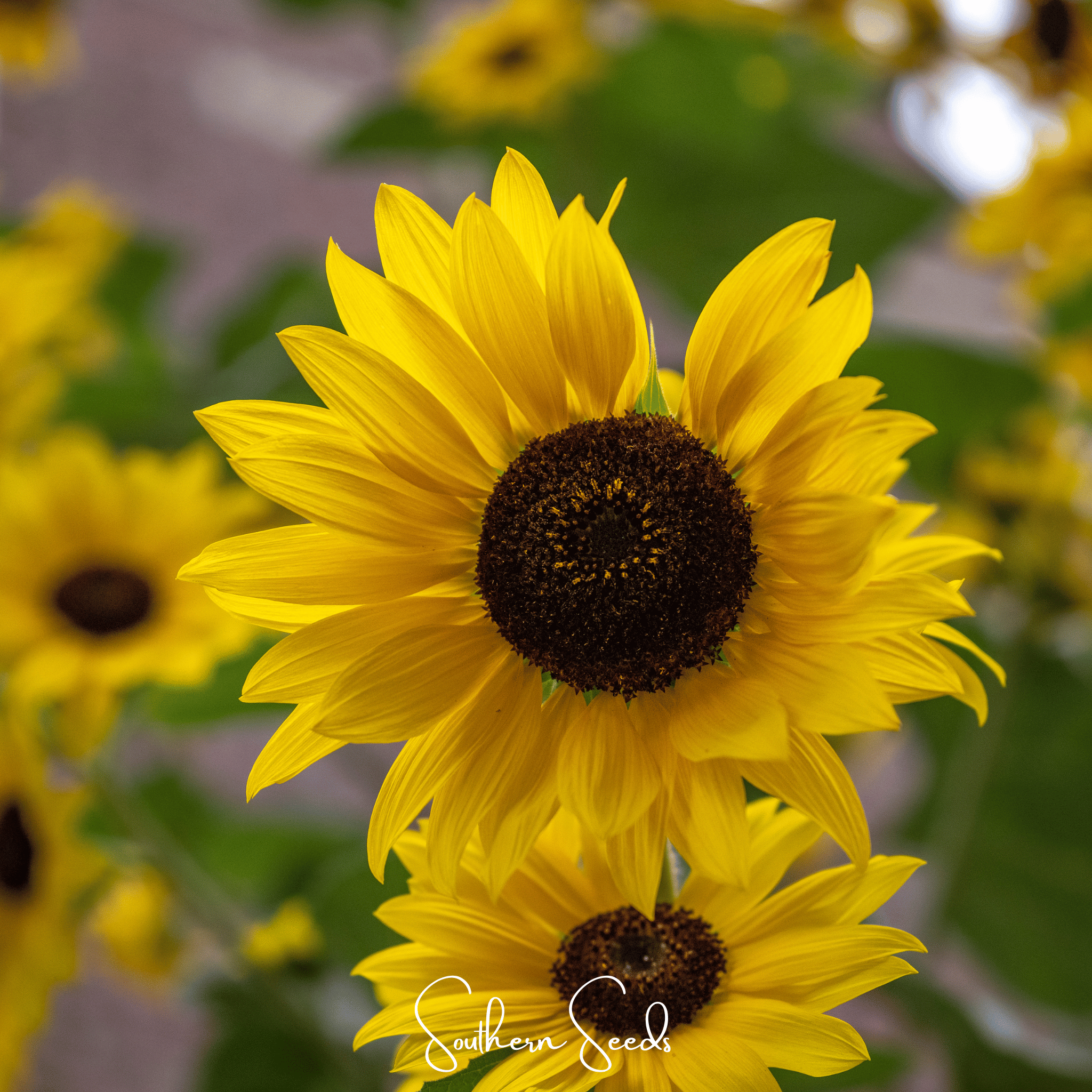 Incredible Dwarf Sunflower – 20 Seeds Southern Seeds