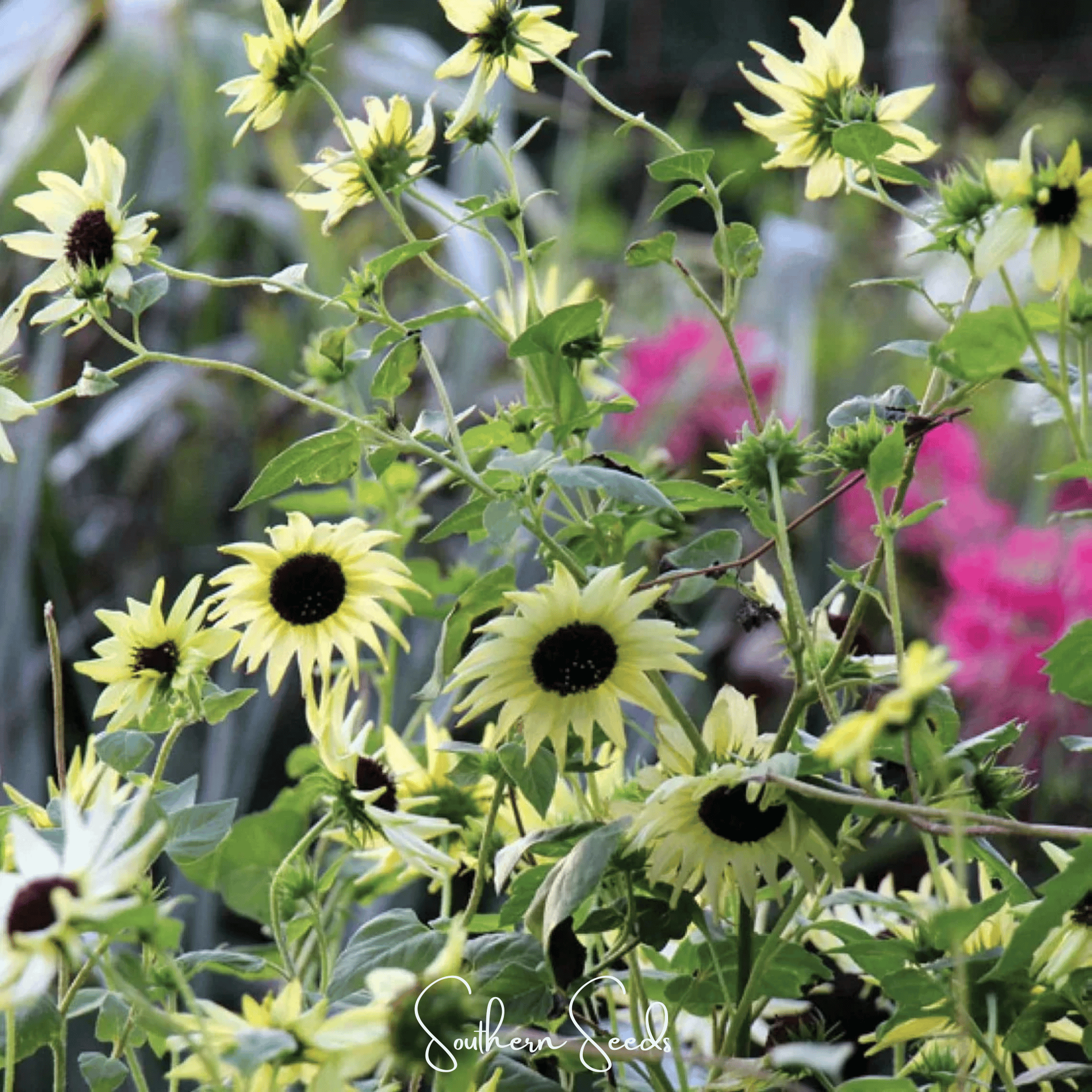Italian White Sunflower – 25 Seeds Southern Seeds