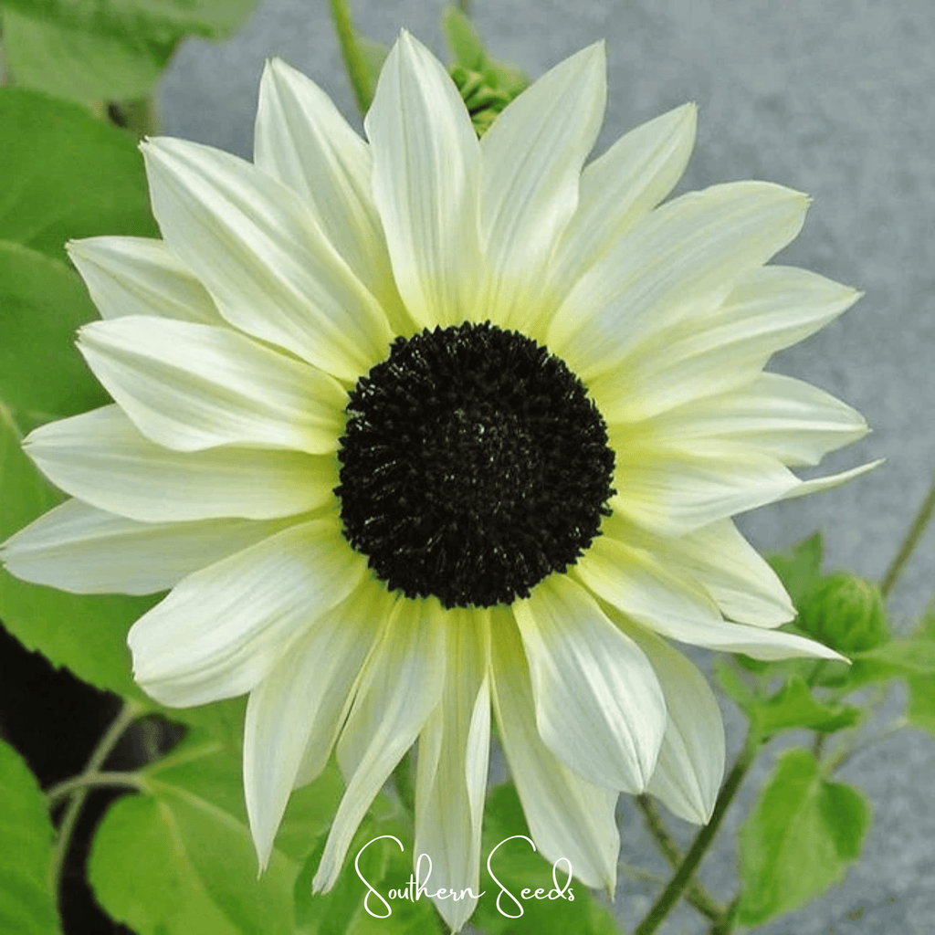 Italian White Sunflower – 25 Seeds Southern Seeds