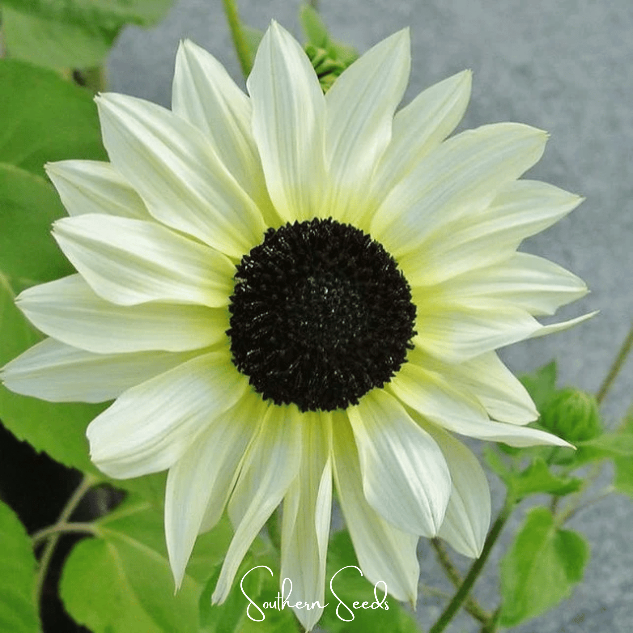 Italian White Sunflower – 25 Seeds Southern Seeds