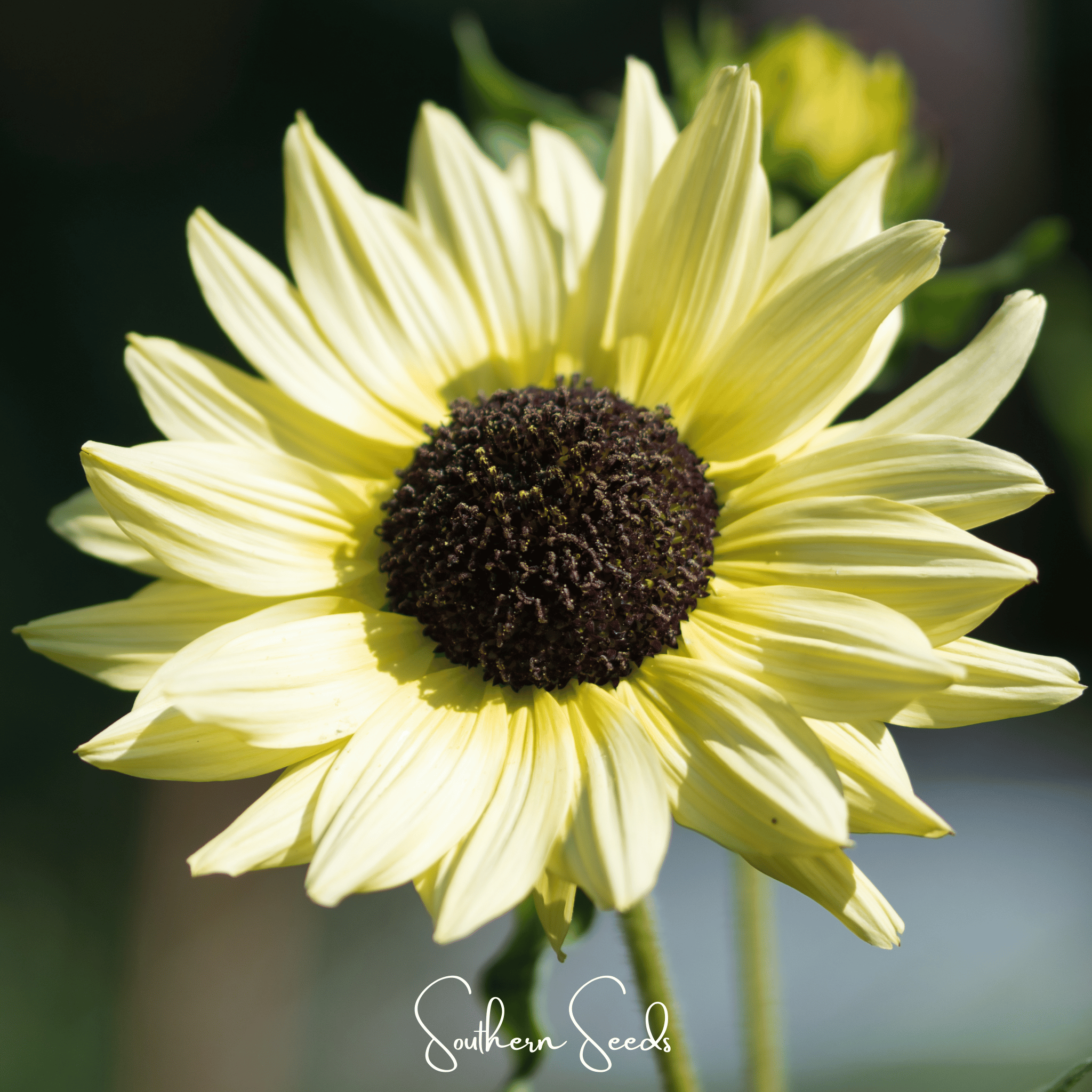 Italian White Sunflower – 25 Seeds Southern Seeds