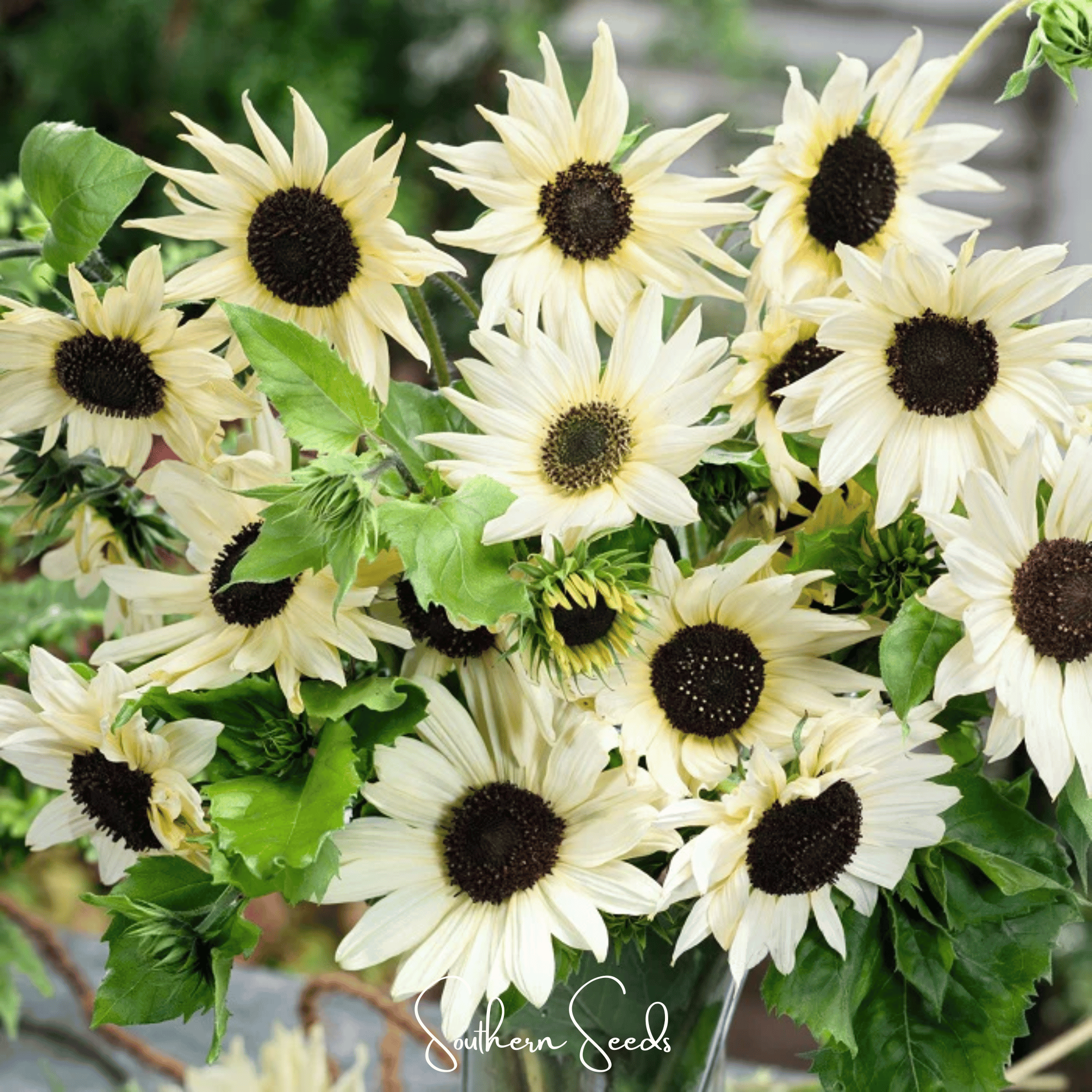 Italian White Sunflower – 25 Seeds Southern Seeds
