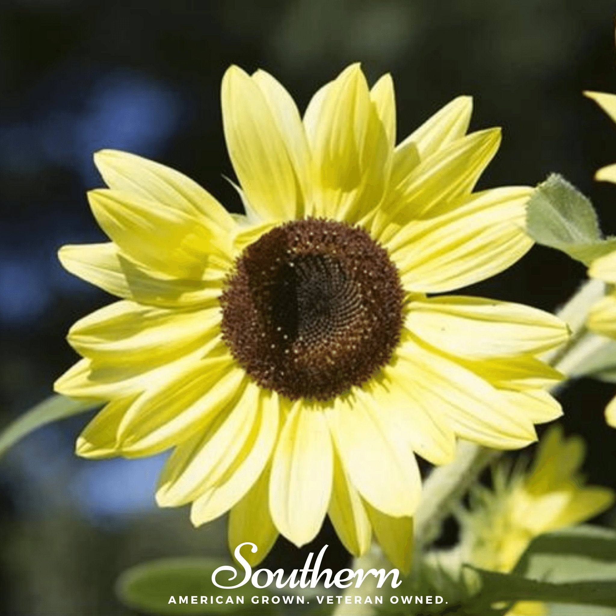 Lemon Queen Sunflower – 25 Seeds Southern Seeds