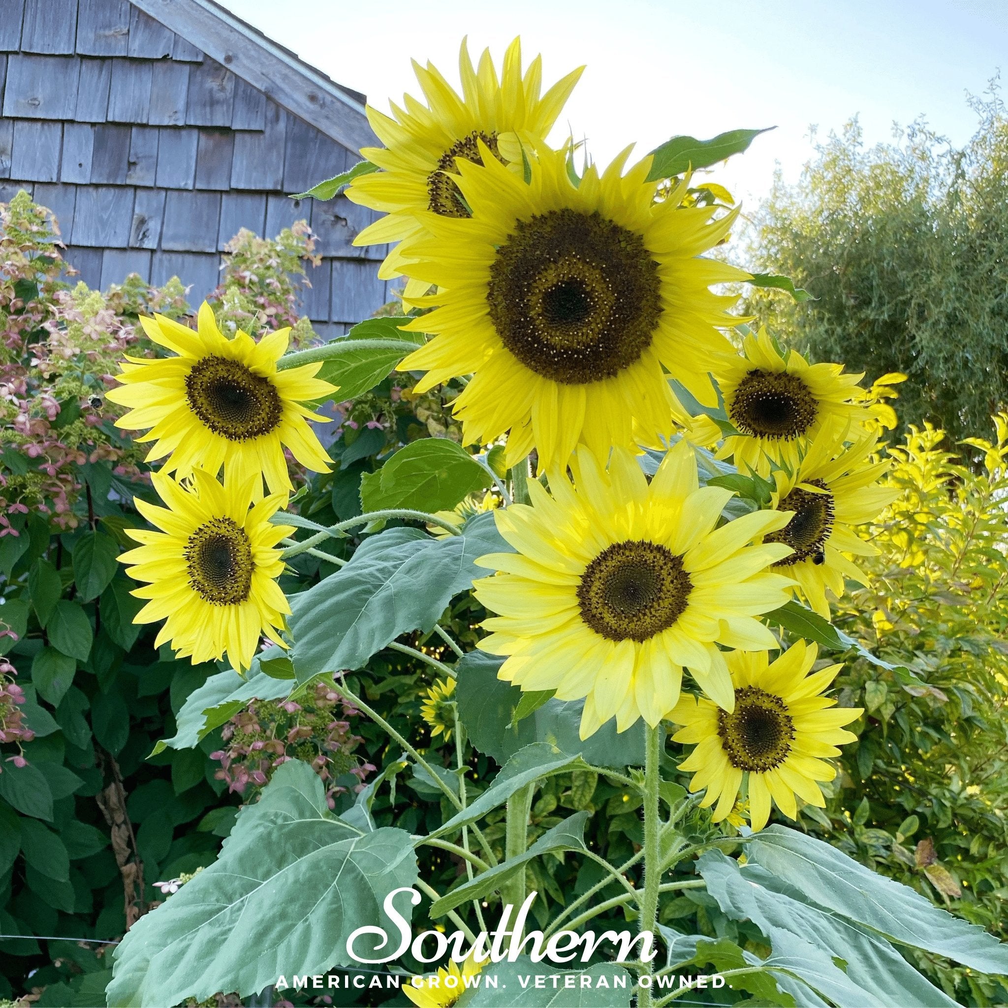 Lemon Queen Sunflower – 25 Seeds Southern Seeds