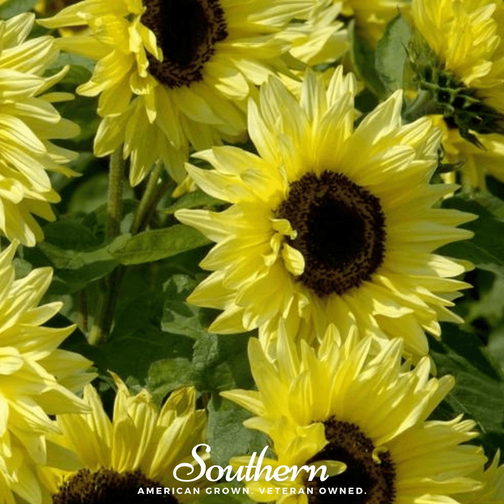 Lemon Queen Sunflower – 25 Seeds Southern Seeds
