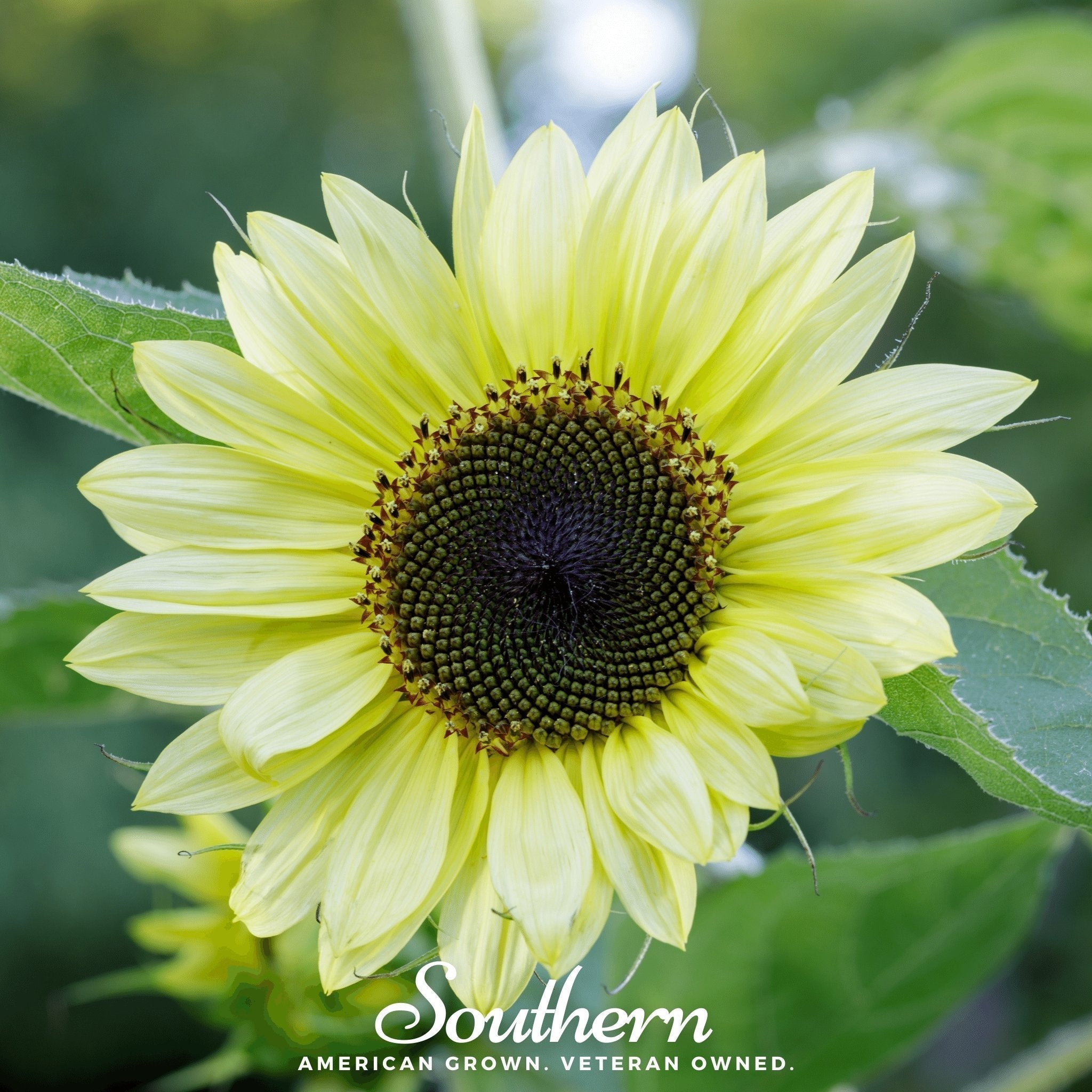Lemon Queen Sunflower – 25 Seeds Southern Seeds