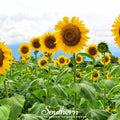 Mammoth Grey Stripe Sunflower – 25 Seeds Southern Seeds
