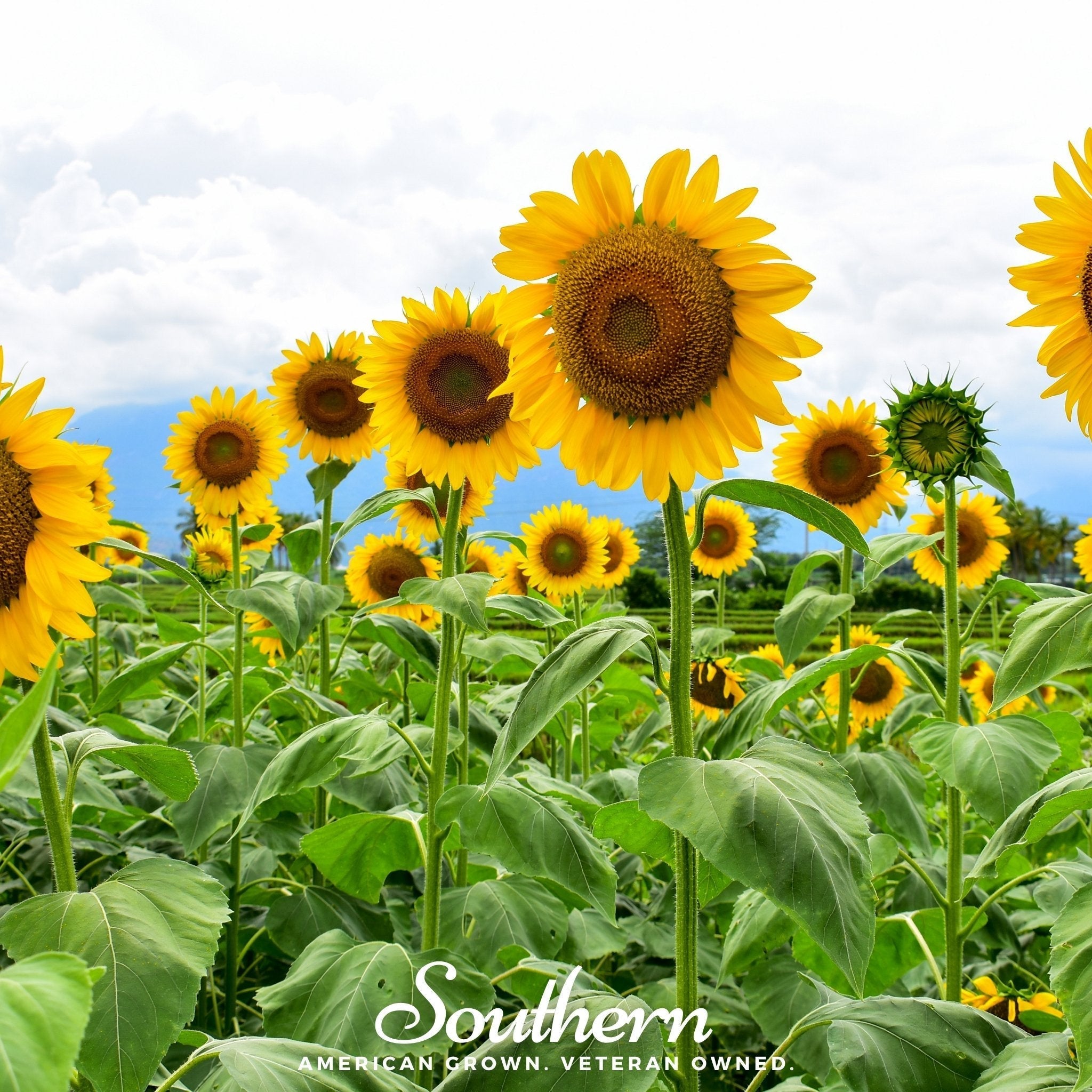 Mammoth Grey Stripe Sunflower – 25 Seeds Southern Seeds