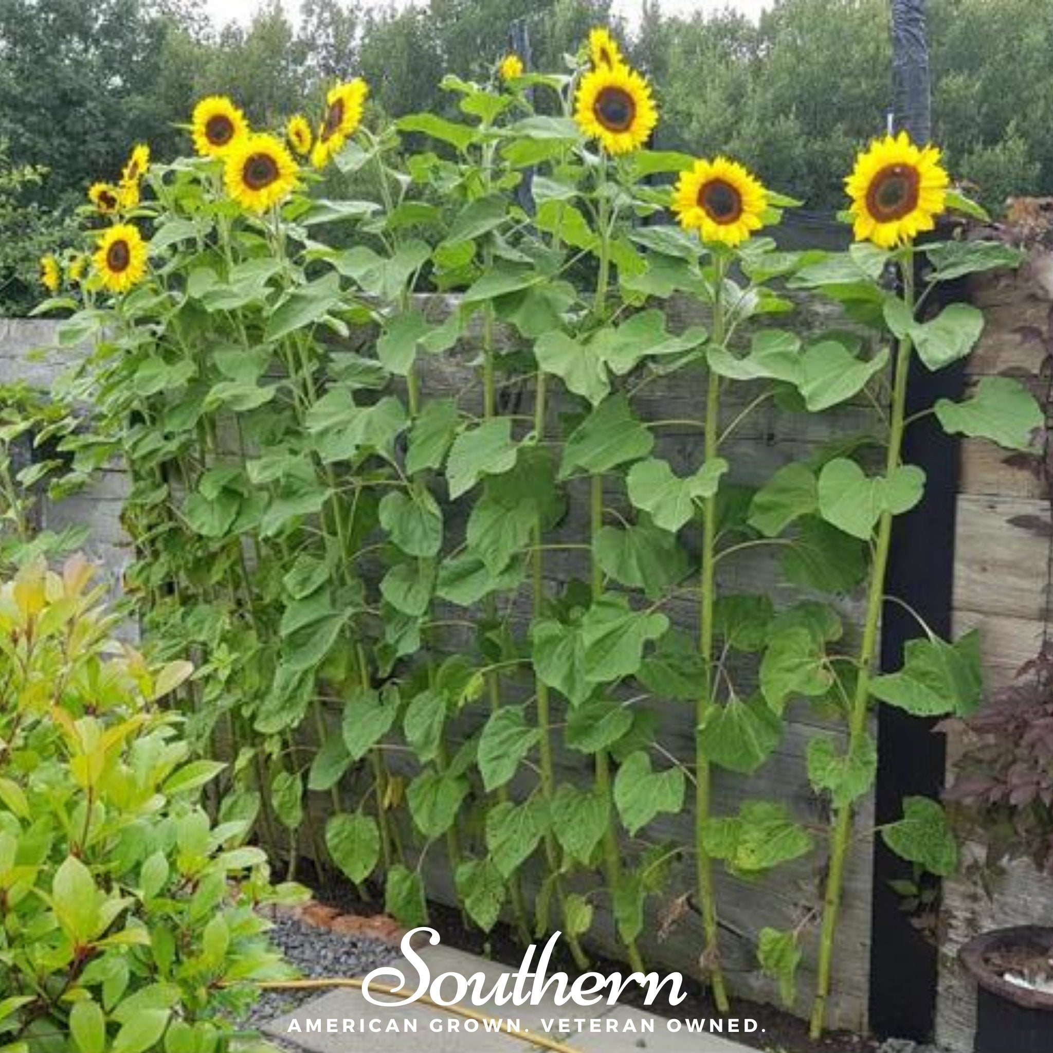 Mammoth Grey Stripe Sunflower – 25 Seeds Southern Seeds