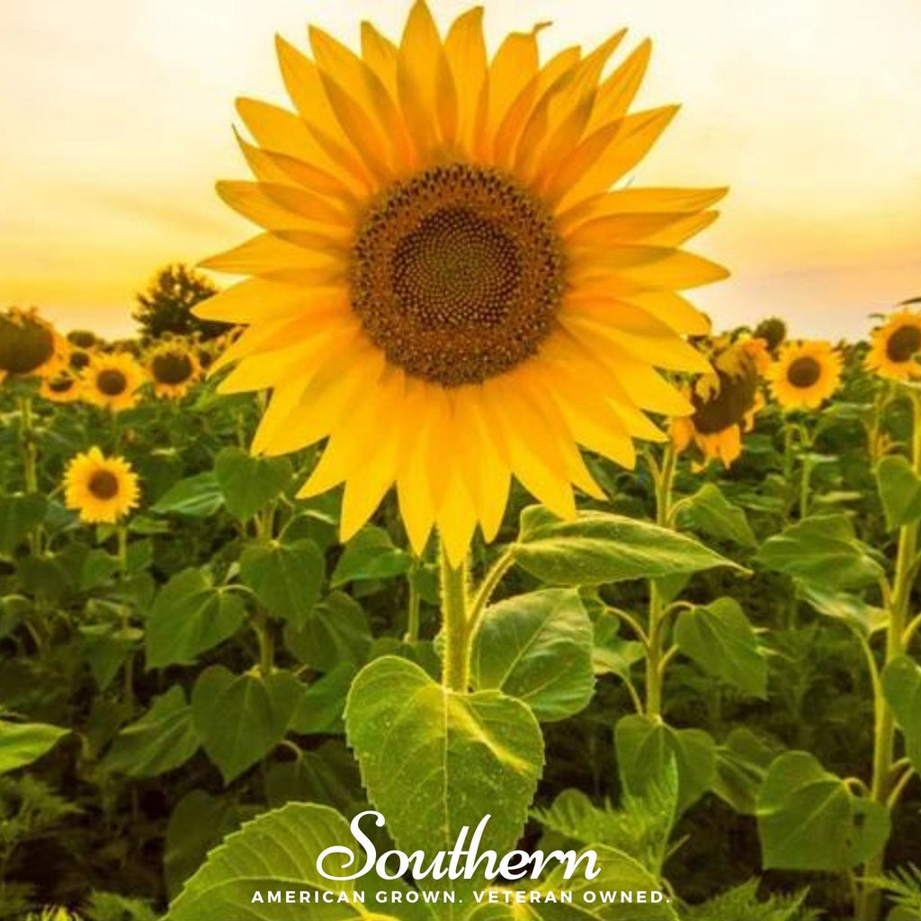 Mammoth Grey Stripe Sunflower – 25 Seeds Southern Seeds