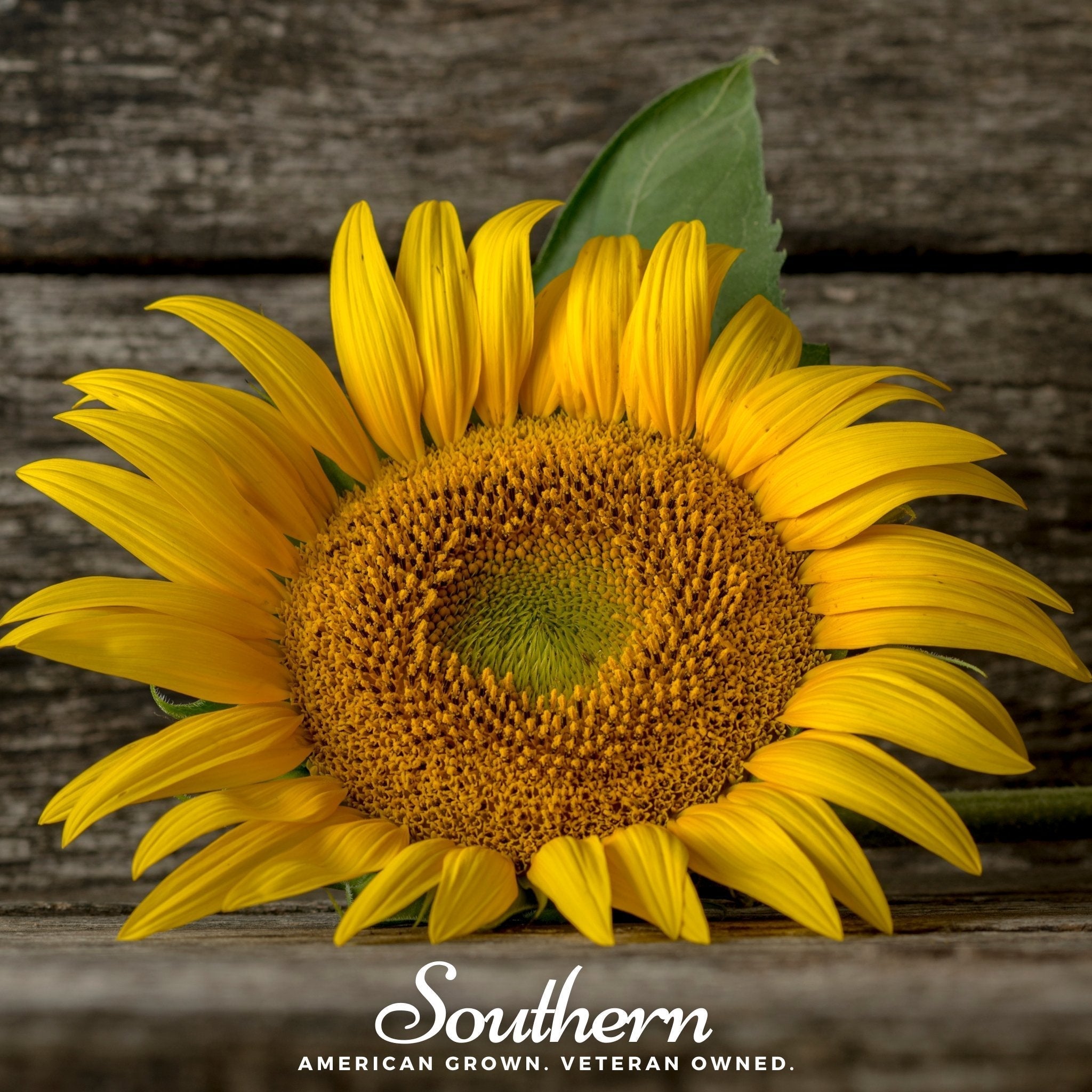 Mammoth Grey Stripe Sunflower – 25 Seeds Southern Seeds