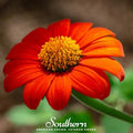 Mexican Sunflower – 50 Seeds Southern Seeds