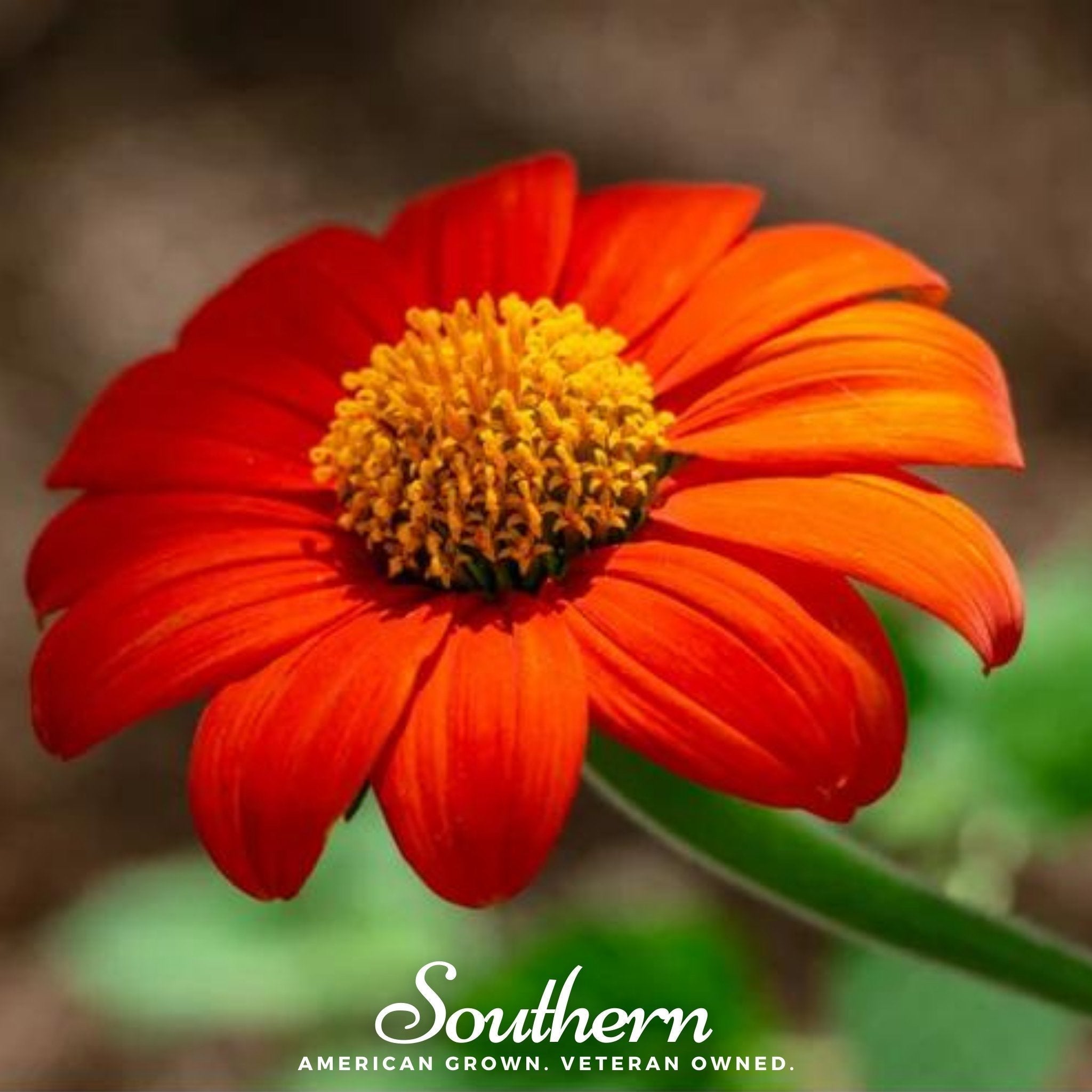 Mexican Sunflower – 50 Seeds Southern Seeds