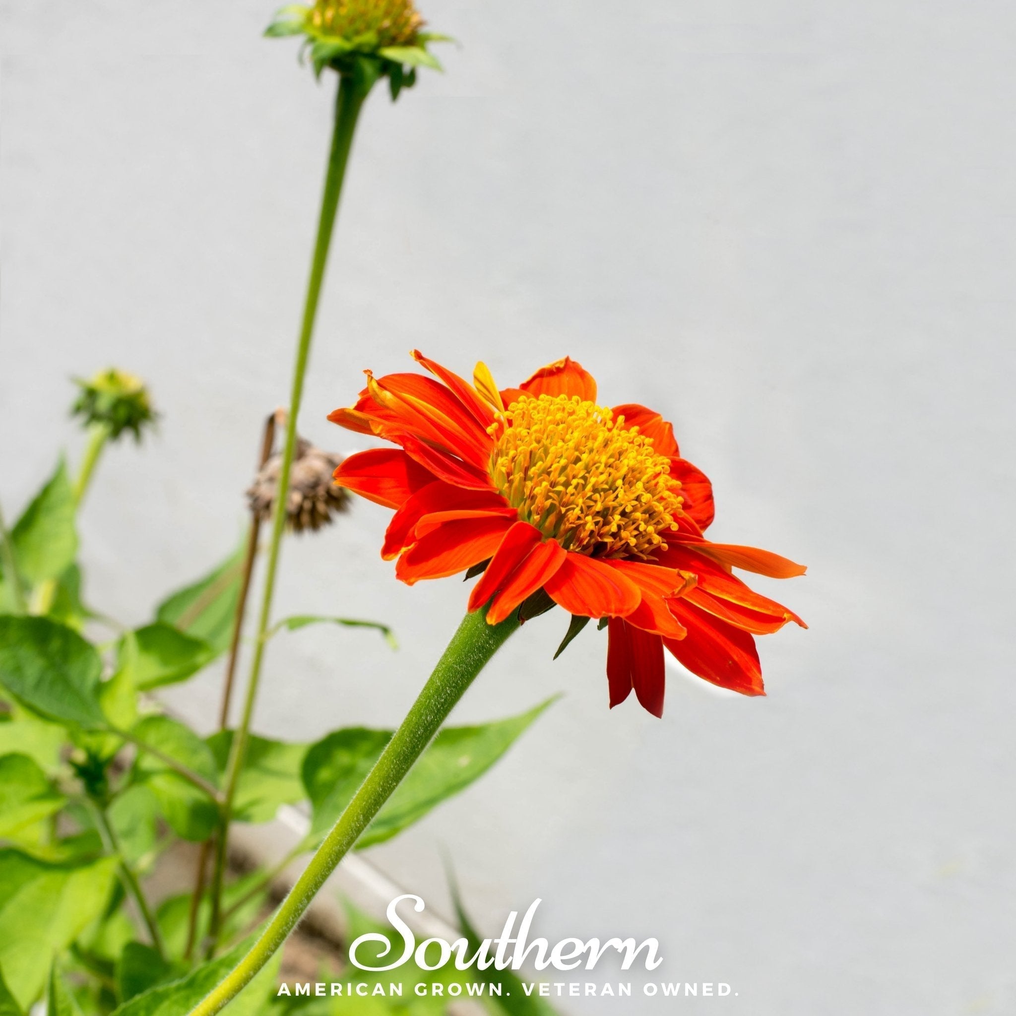 Mexican Sunflower – 50 Seeds Southern Seeds