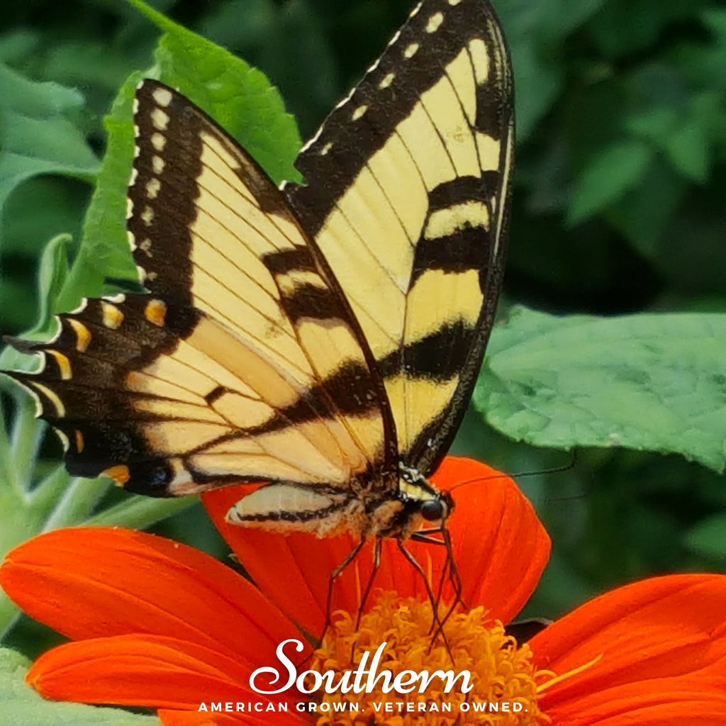Mexican Sunflower – 50 Seeds Southern Seeds