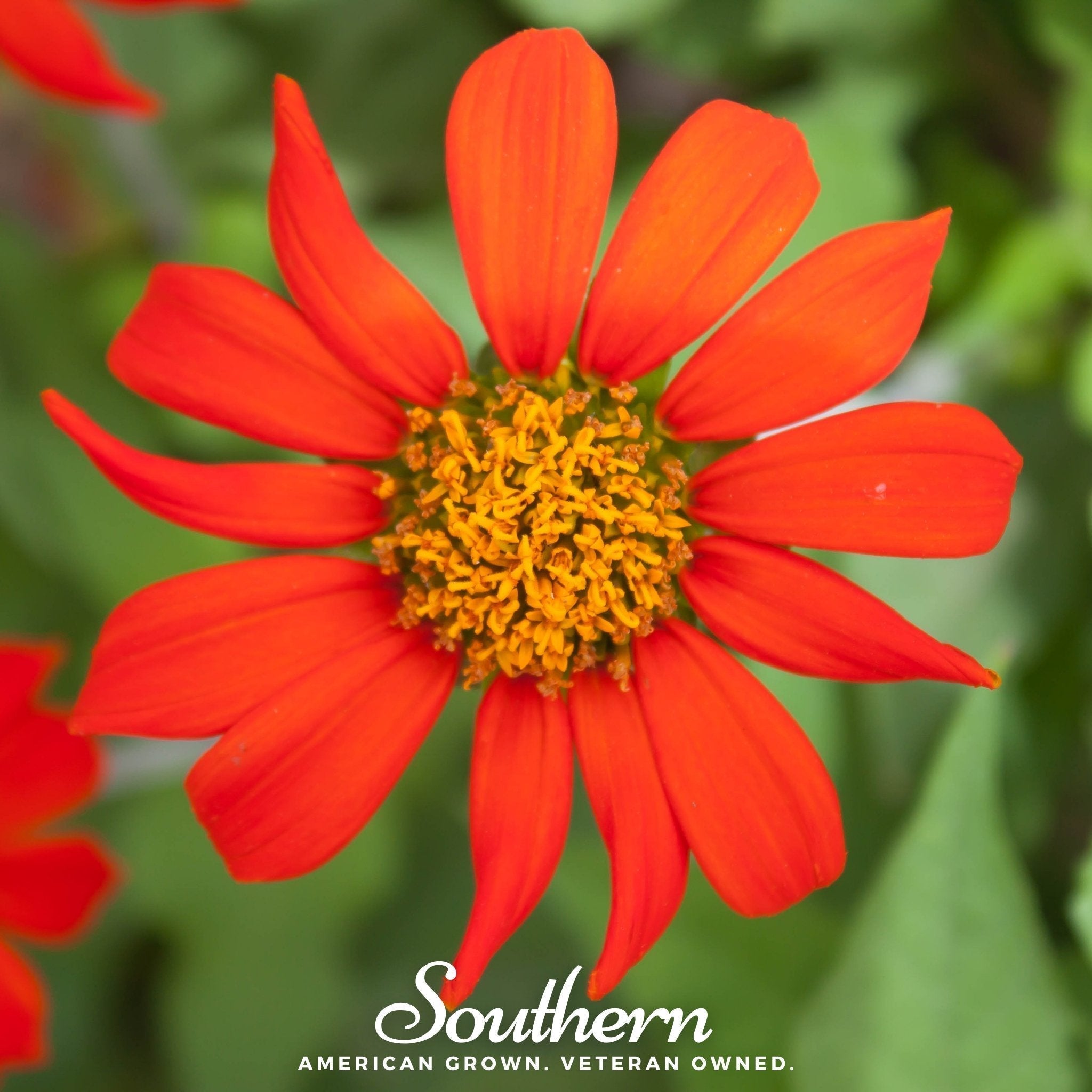 Mexican Sunflower – 50 Seeds Southern Seeds