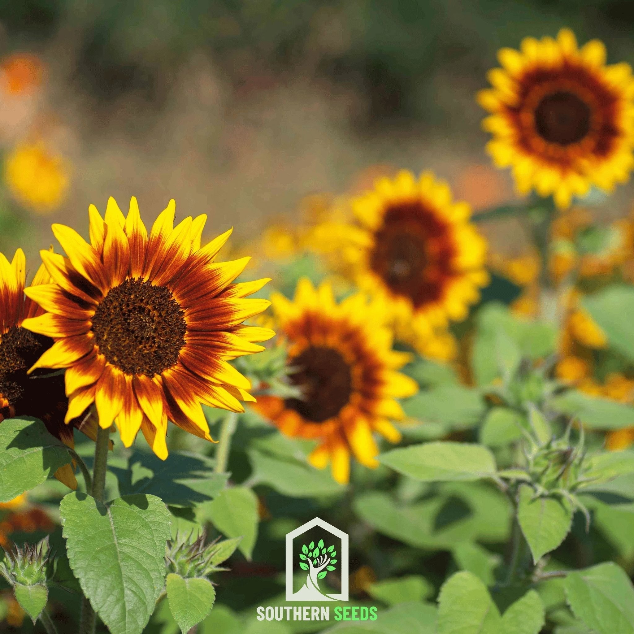 Ring of Fire Sunflower – 25 Seeds Southern Seeds