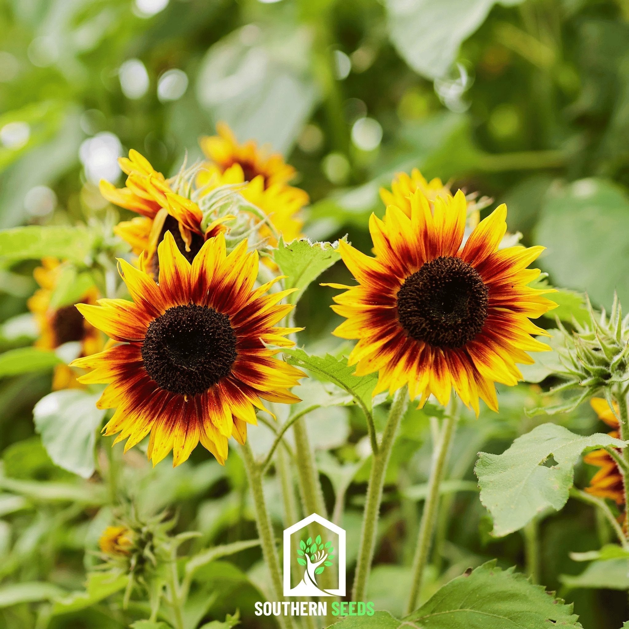 Ring of Fire Sunflower – 25 Seeds Southern Seeds