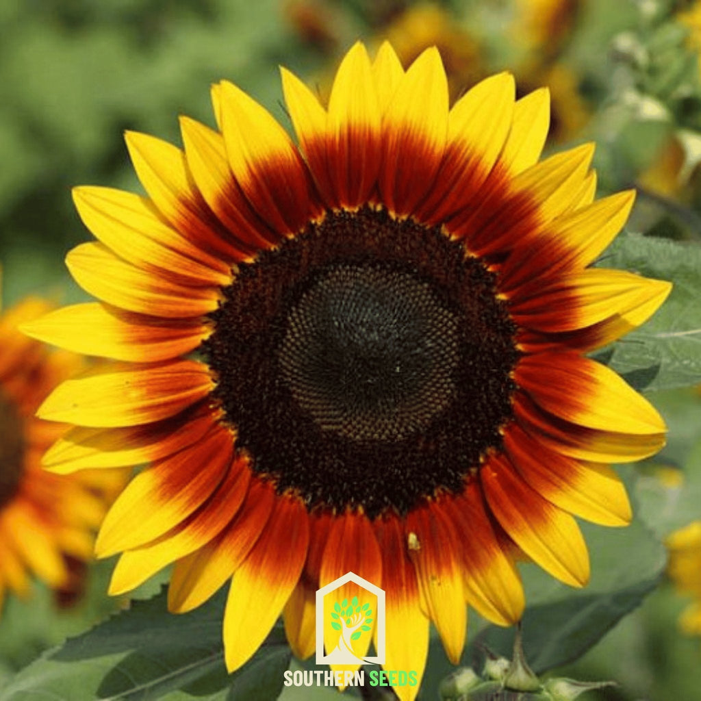 Ring of Fire Sunflower – 25 Seeds Southern Seeds