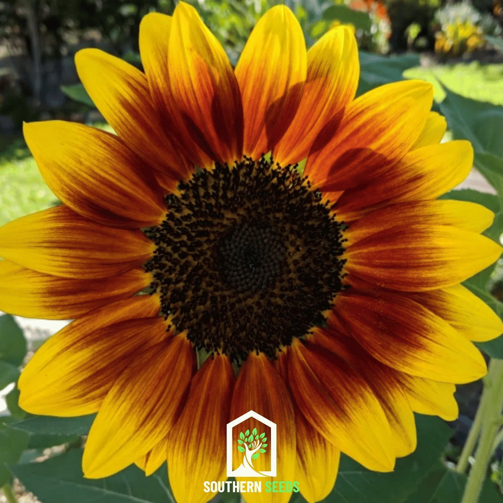 Ring of Fire Sunflower – 25 Seeds Southern Seeds