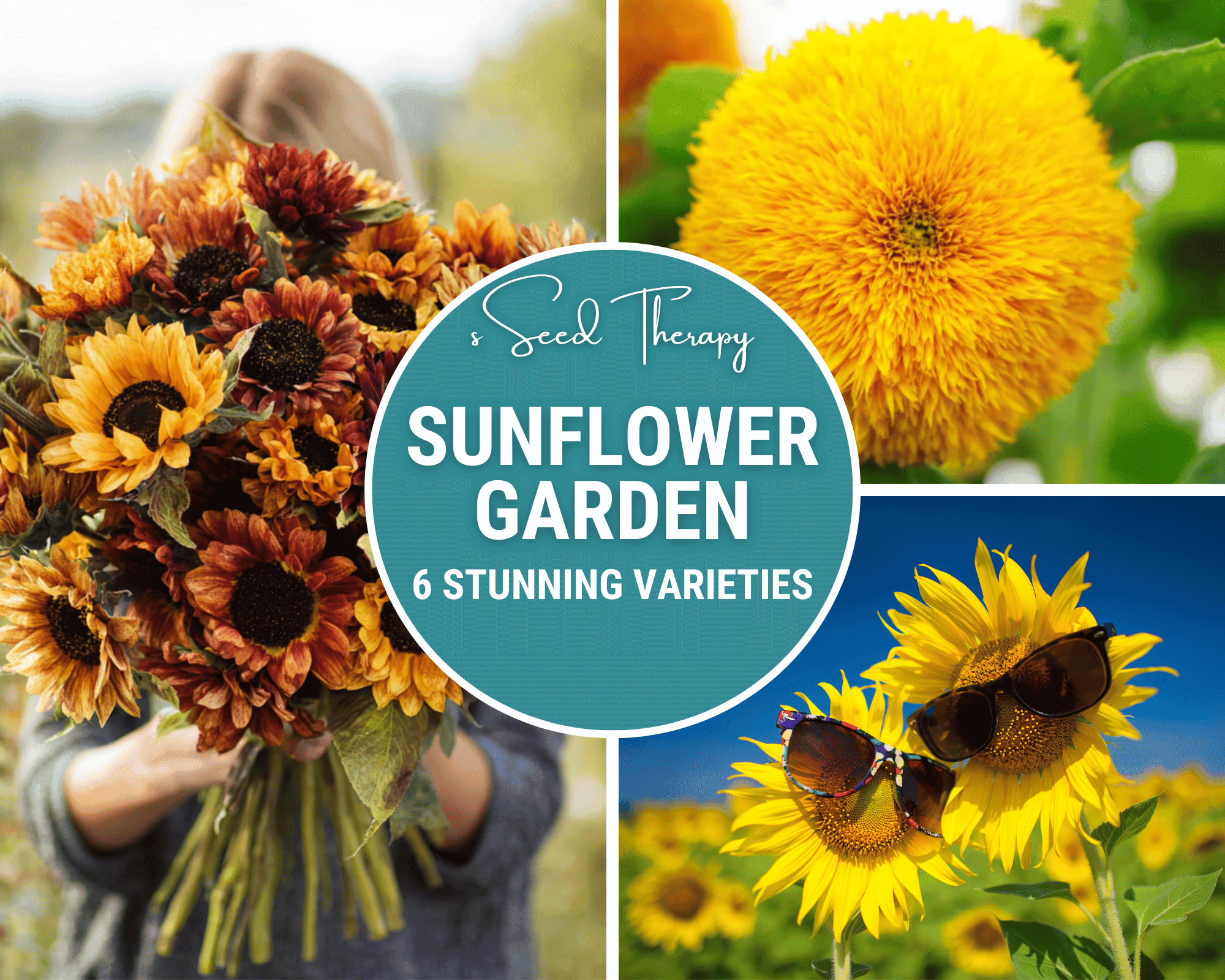 Sunflower Seed Collection – 6 Varieties Southern Seeds