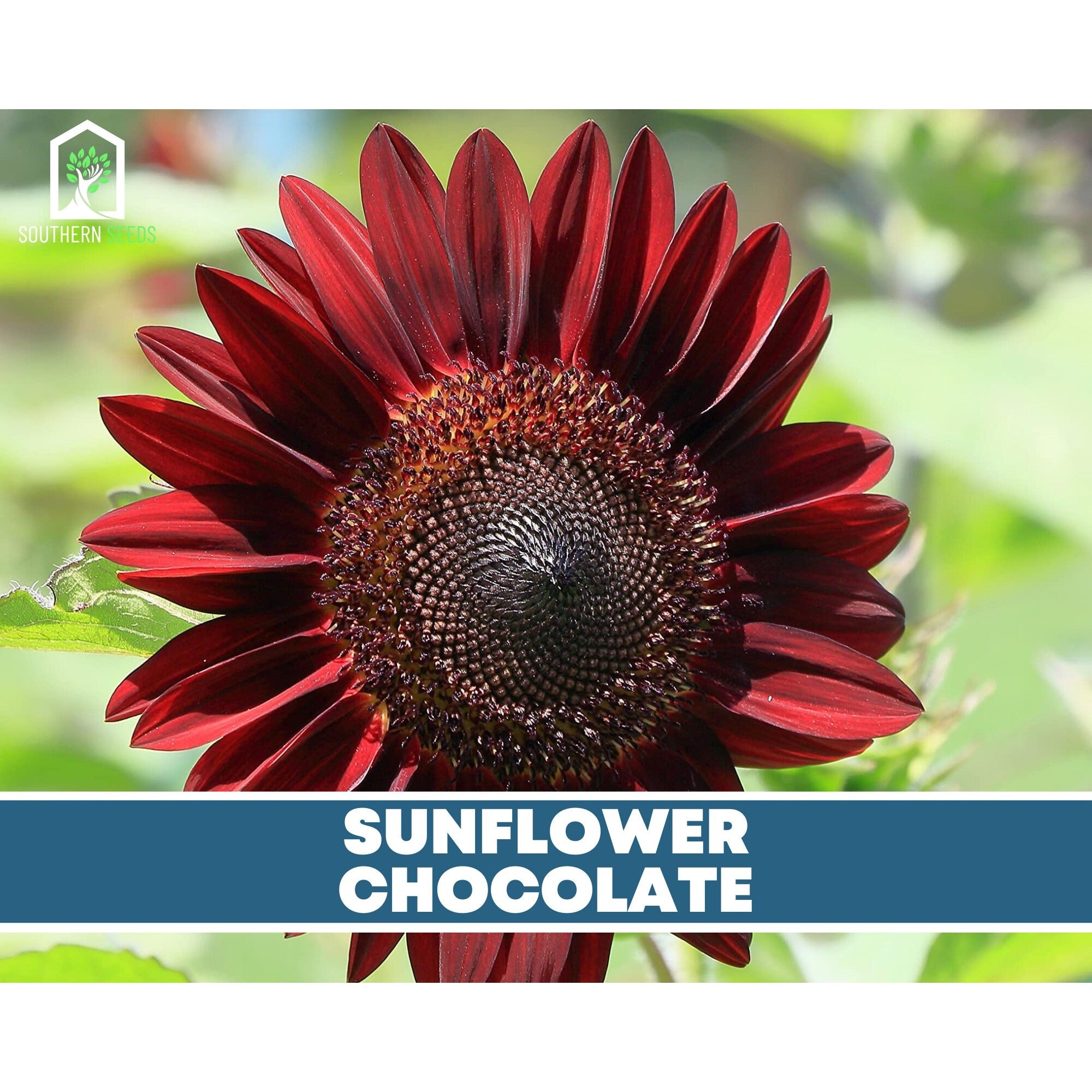 Sunflower Seed Collection – 6 Varieties Southern Seeds