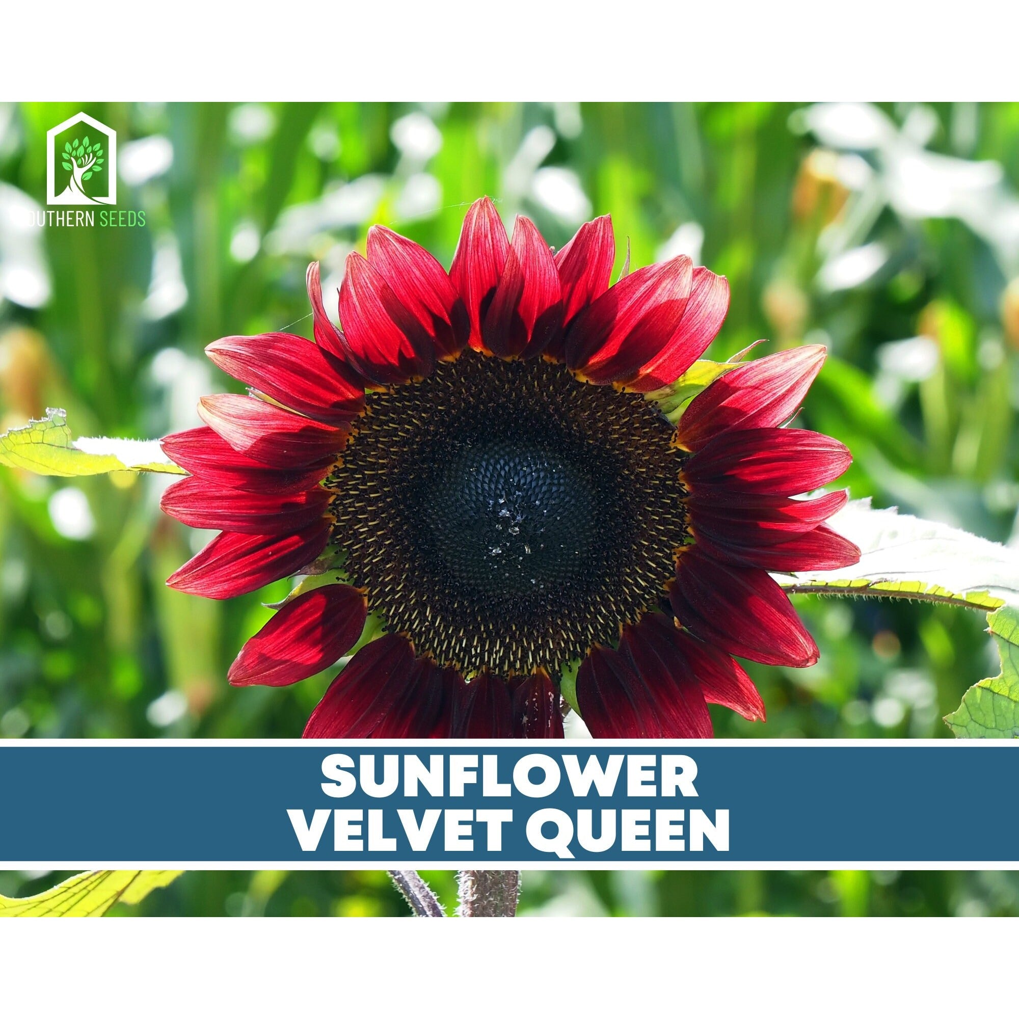 Sunflower Seed Collection – 6 Varieties Southern Seeds