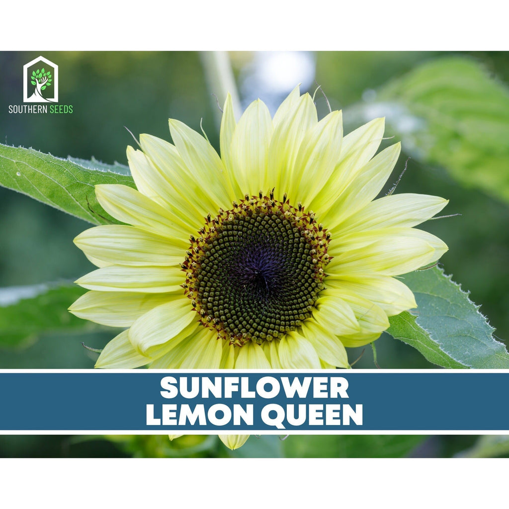 Sunflower Seed Collection – 6 Varieties Southern Seeds