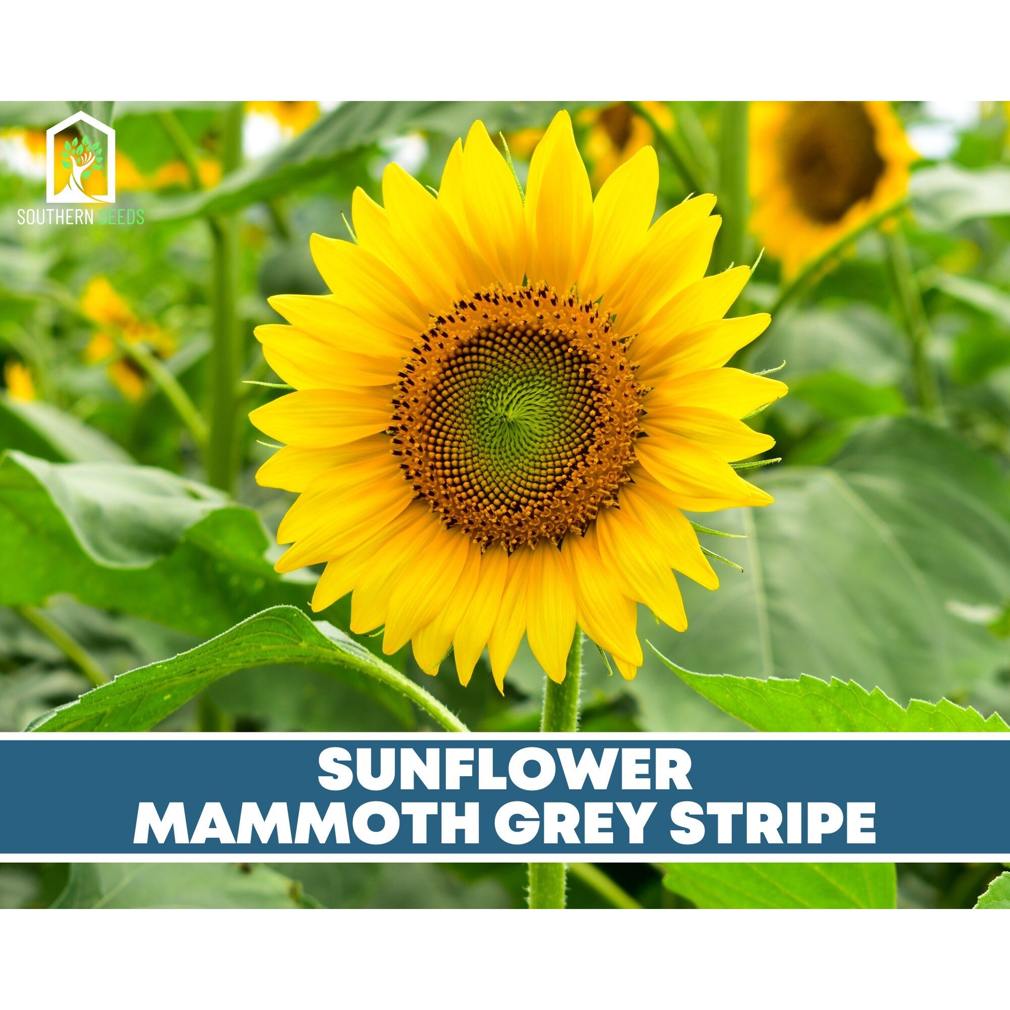 Sunflower Seed Collection – 6 Varieties Southern Seeds
