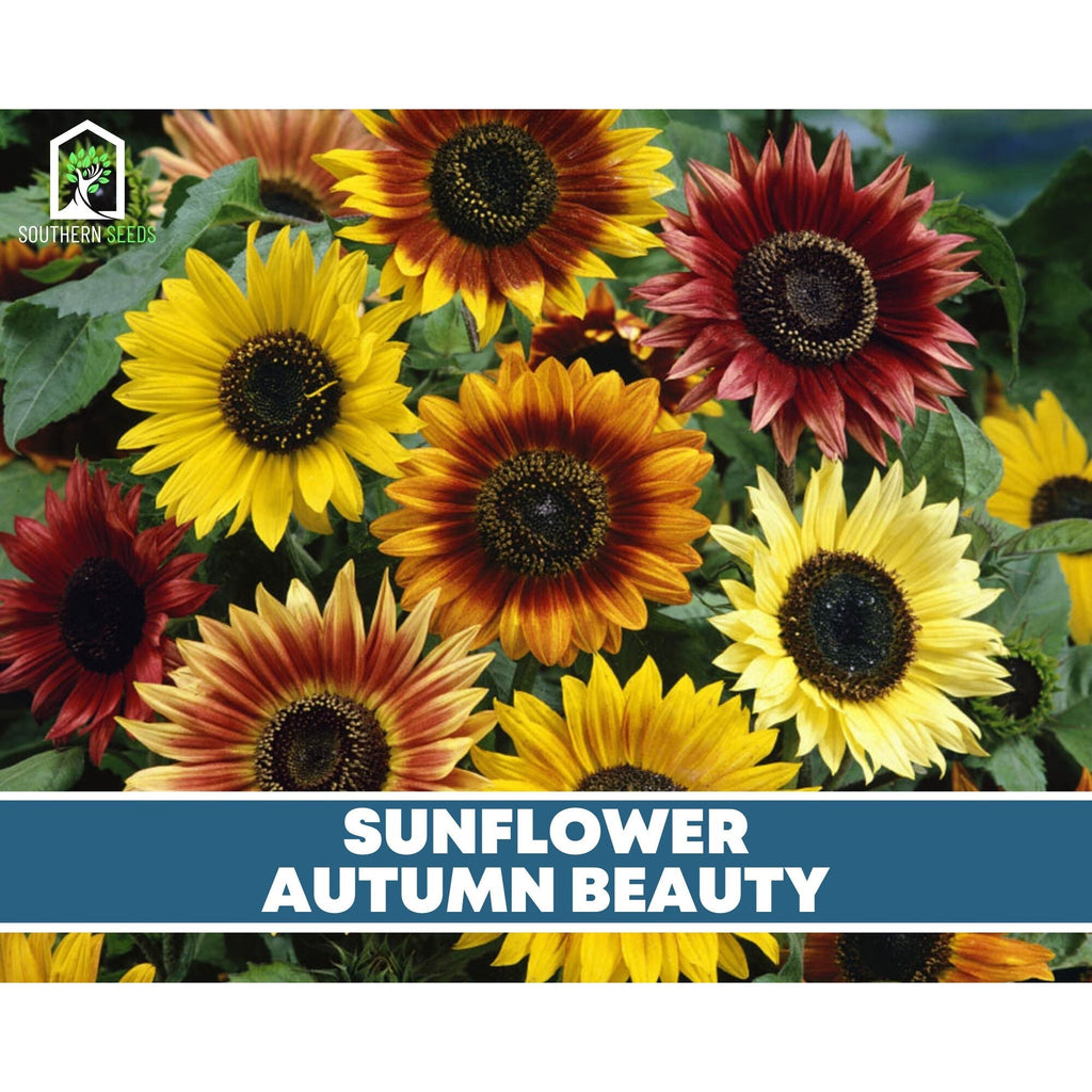 Sunflower Seed Collection – 6 Varieties Southern Seeds