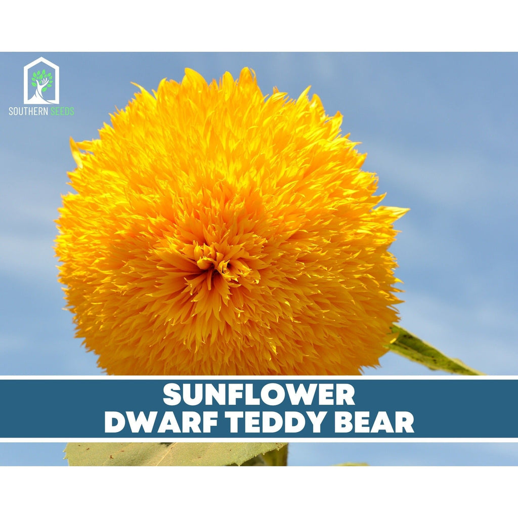 Sunflower Seed Collection – 6 Varieties Southern Seeds