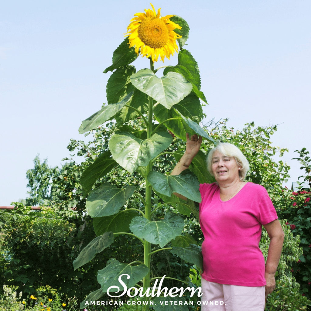 Skyscraper Sunflower – 25 Seeds Southern Seeds