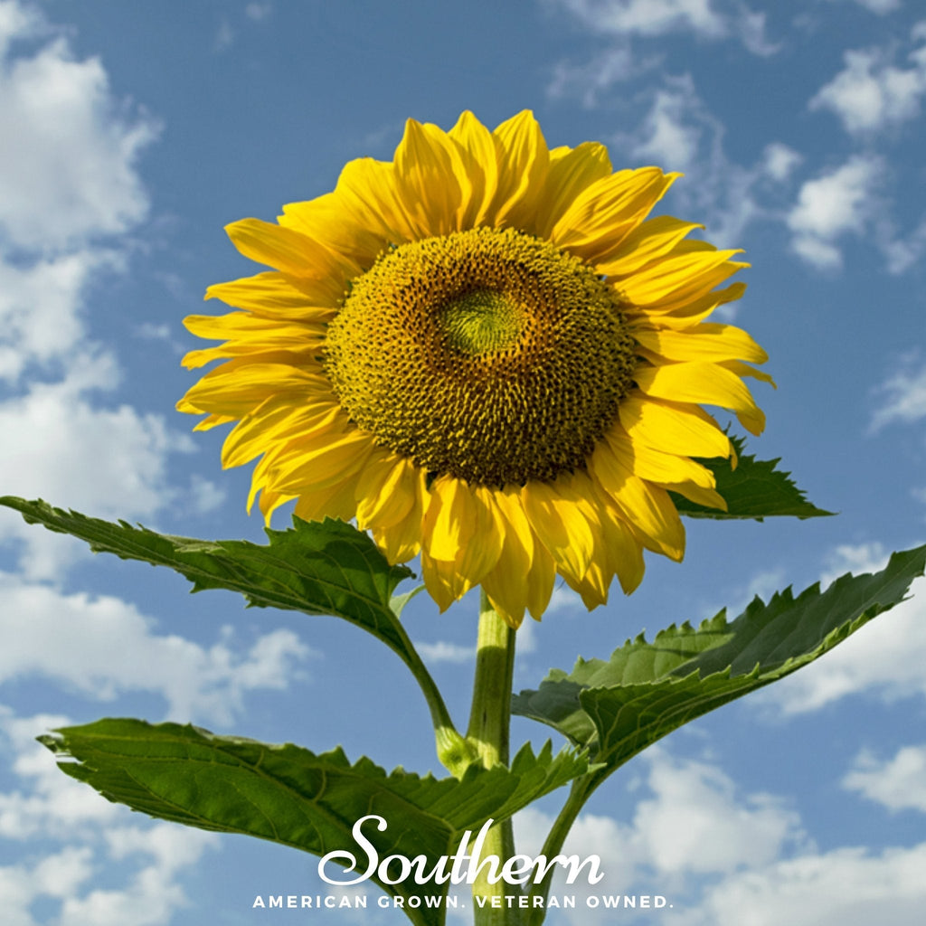 Skyscraper Sunflower – 25 Seeds Southern Seeds