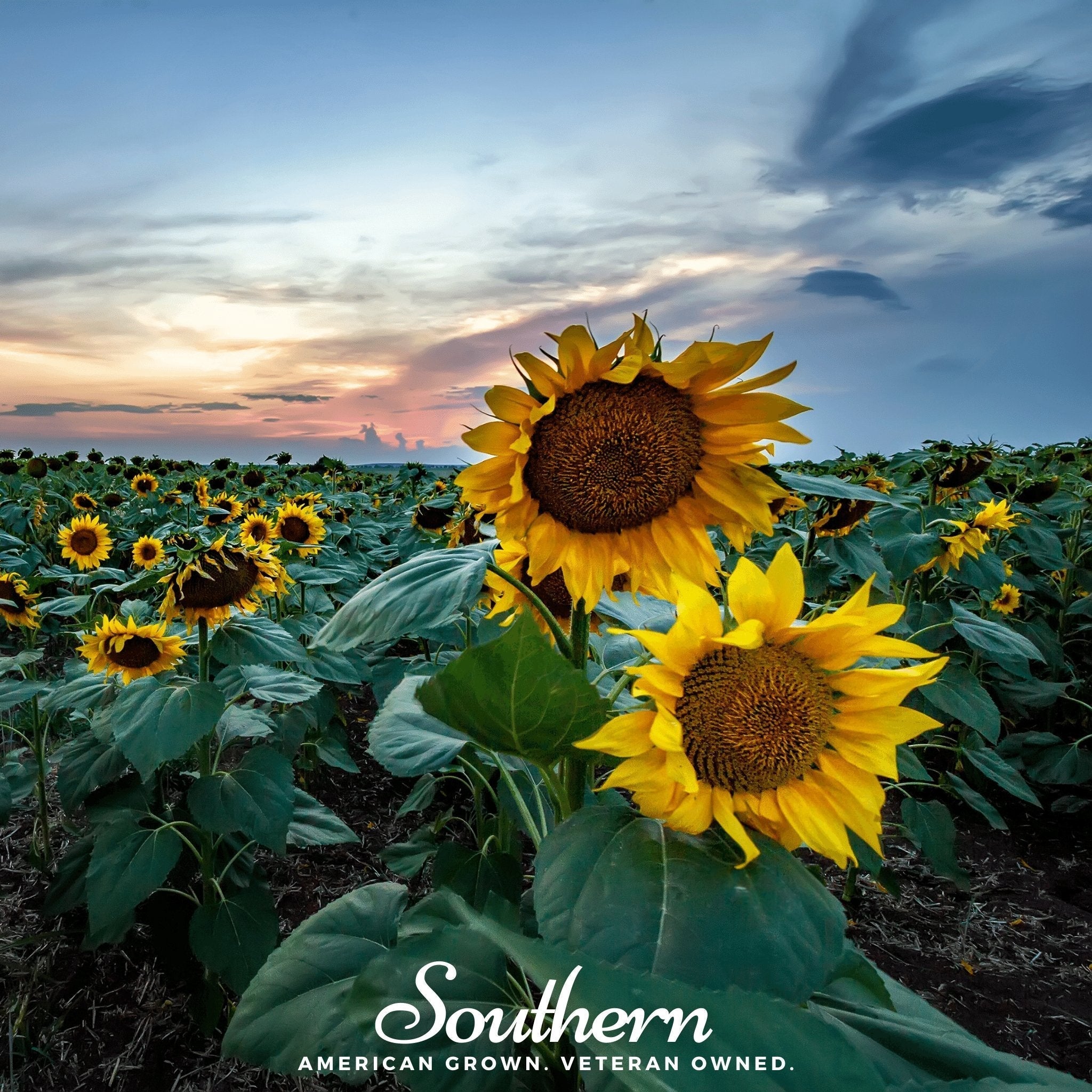 Skyscraper Sunflower – 25 Seeds Southern Seeds