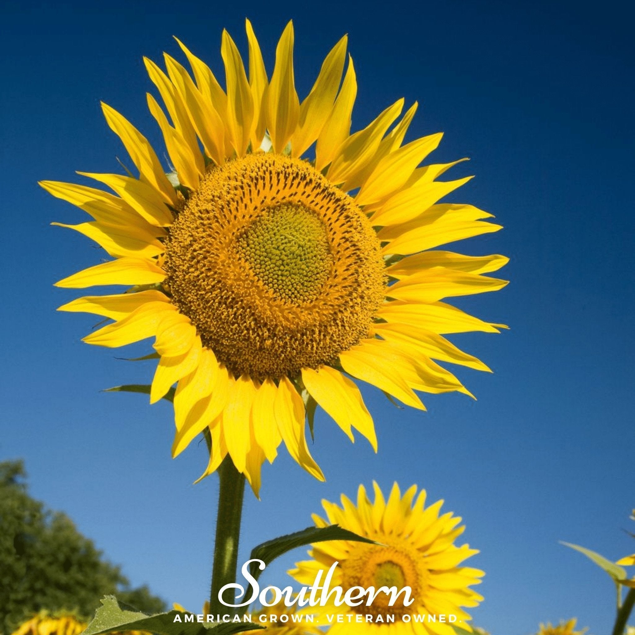 Skyscraper Sunflower – 25 Seeds Southern Seeds