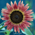 Strawberry Blonde Sunflower – 25 Seeds Southern Seeds