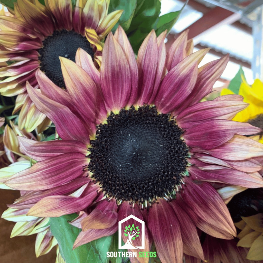 Strawberry Blonde Sunflower – 25 Seeds Southern Seeds