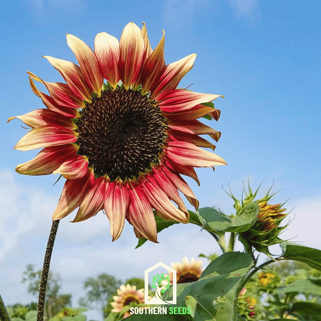 Strawberry Blonde Sunflower – 25 Seeds Southern Seeds