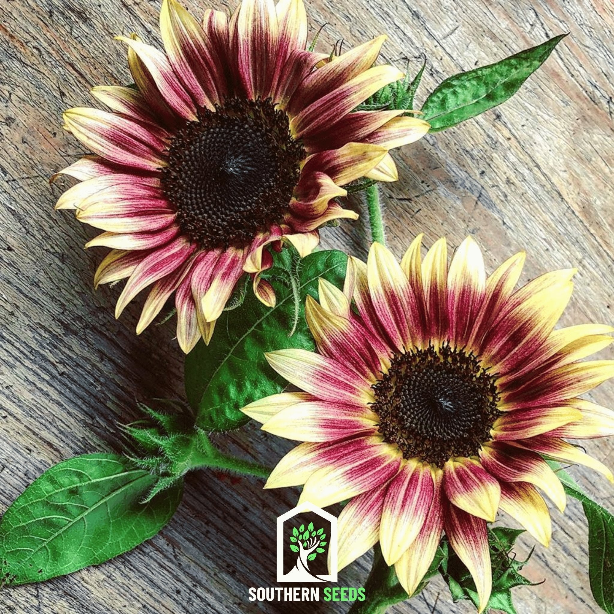 Strawberry Blonde Sunflower – 25 Seeds Southern Seeds