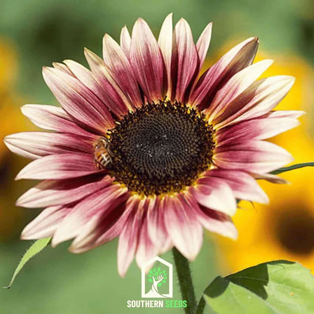 Strawberry Blonde Sunflower – 25 Seeds Southern Seeds