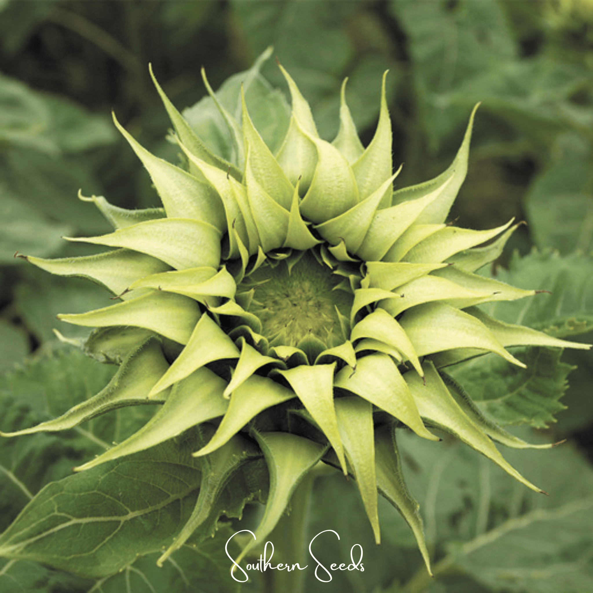 SunFill Green Sunflower – 25 Seeds Southern Seeds