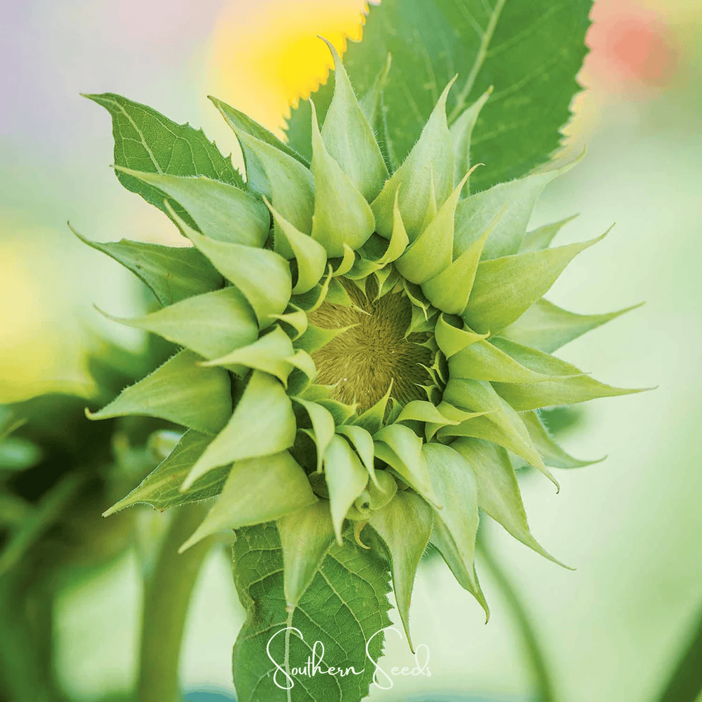 SunFill Green Sunflower – 25 Seeds Southern Seeds