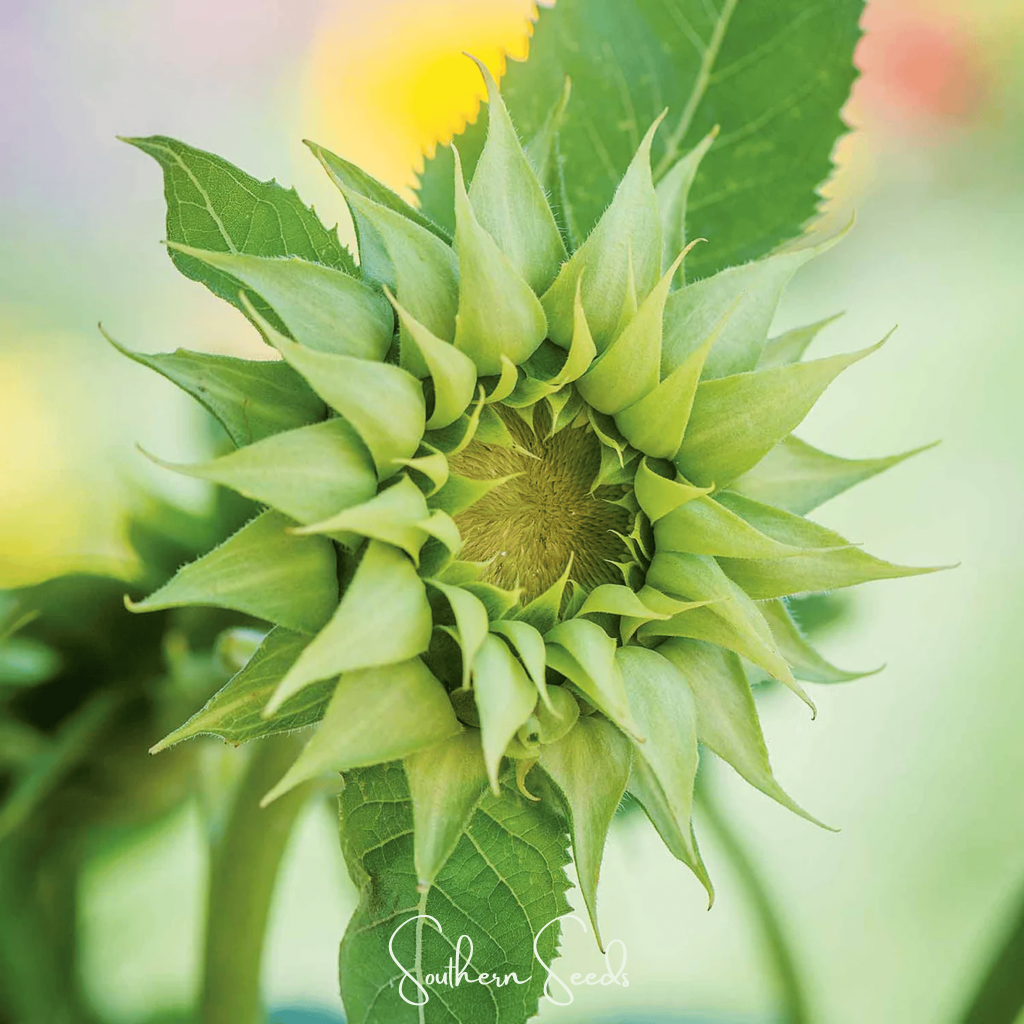 SunFill Green Sunflower – 25 Seeds Southern Seeds