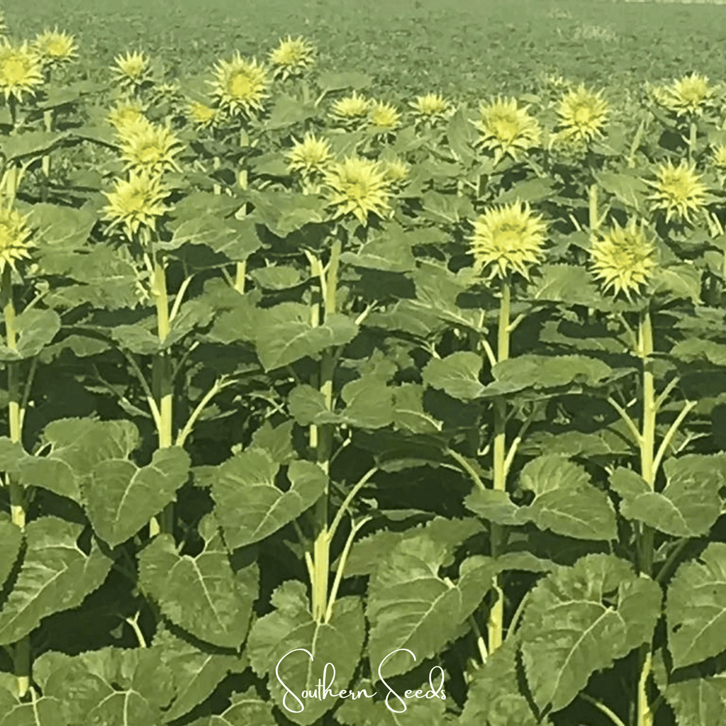 SunFill Green Sunflower – 25 Seeds Southern Seeds