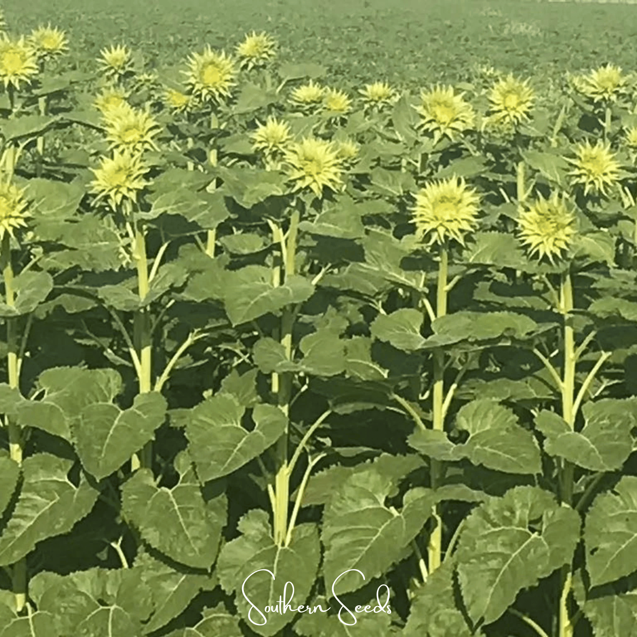SunFill Green Sunflower – 25 Seeds Southern Seeds