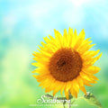 Sunspot Dwarf Sunflower – 25 Seeds Southern Seeds