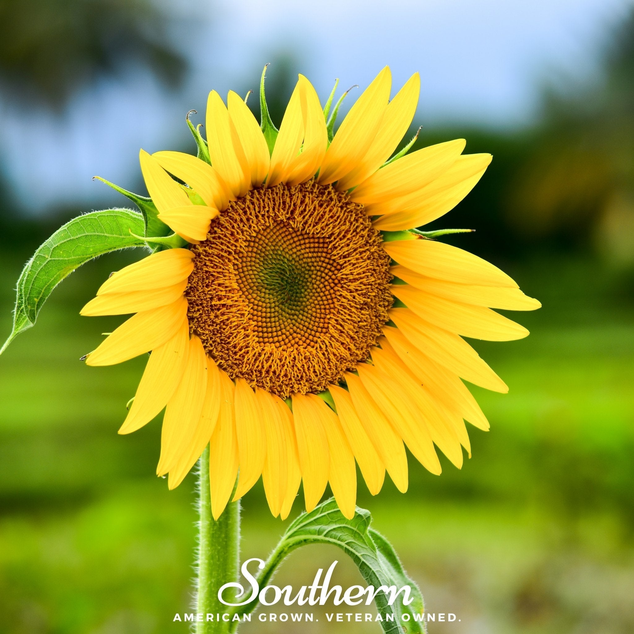 Sunspot Dwarf Sunflower – 25 Seeds Southern Seeds