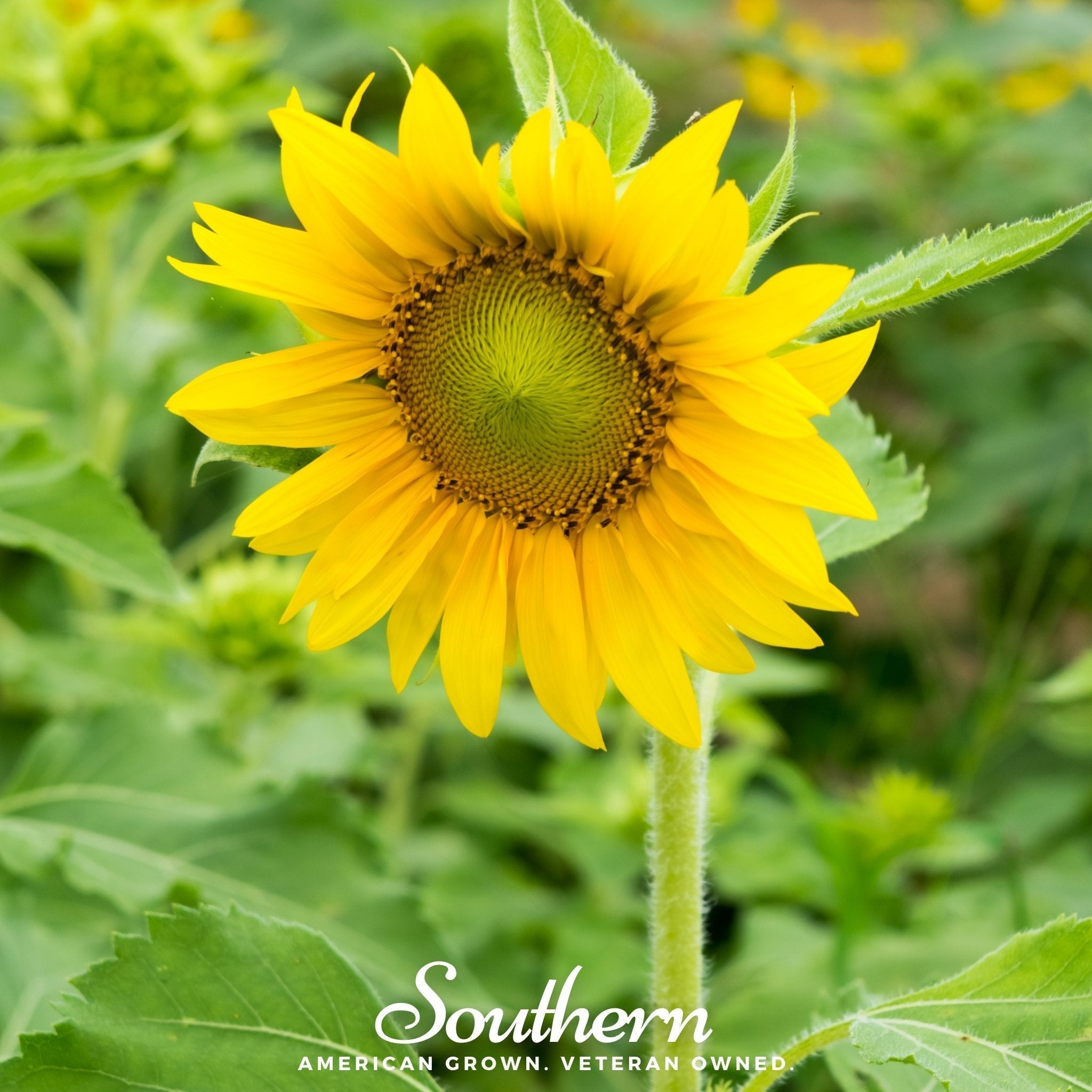 Sunspot Dwarf Sunflower – 25 Seeds Southern Seeds